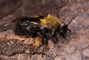 Andrena clarkella / Rotbeinige Lockensandbiene / Andrenidae (Sandbienenartige) / Hautflgler - Hymenoptera