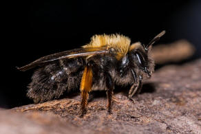 Andrena clarkella / Rotbeinige Lockensandbiene / Andrenidae (Sandbienenartige) / Hautflgler - Hymenoptera