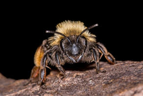 Andrena clarkella / Rotbeinige Lockensandbiene / Andrenidae (Sandbienenartige) / Hautflgler - Hymenoptera