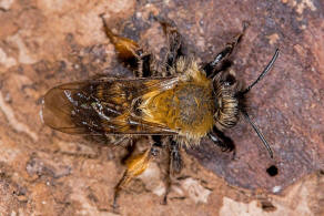 Andrena clarkella / Rotbeinige Lockensandbiene / Andrenidae (Sandbienenartige) / Hautflügler - Hymenoptera