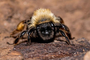 Andrena clarkella / Rotbeinige Lockensandbiene / Andrenidae (Sandbienenartige) / Hautflgler - Hymenoptera