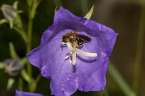 Andrena (Lepidandrena) curvungula / Braune Schuppensandbiene / Andrenidae (Sandbienenartige) / Hautflgler - Hymenoptera