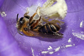 Andrena (Lepidandrena) curvungula / Braune Schuppensandbiene / Andrenidae (Sandbienenartige) / Hautflgler - Hymenoptera