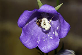 Andrena (Lepidandrena) curvungula / Braune Schuppensandbiene / Andrenidae (Sandbienenartige) / Hautflgler - Hymenoptera