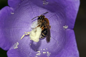 Andrena (Lepidandrena) curvungula / Braune Schuppensandbiene / Andrenidae (Sandbienenartige) / Hautflgler - Hymenoptera