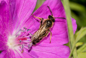 Andrena (Lepidandrena) curvungula / Braune Schuppensandbiene / Andrenidae (Sandbienenartige) / Hautflgler - Hymenoptera