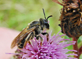 Andrena dorsata / Rotbeinige Krbchensandbiene / Andreninae (Sandbienenartige)