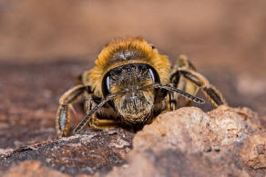 Andrena dorsata / Rotbeinige Krbchensandbiene / Andreninae (Sandbienenartige)