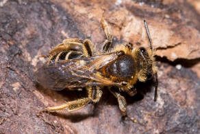 Andrena dorsata / Rotbeinige Körbchensandbiene / Andreninae (Sandbienenartige)