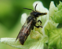 Andrena florea / Zaunrben-Sandbiene