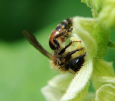 Andrena florea / Zaunrben-Sandbiene