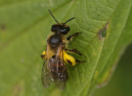 Andrena florea / Zaunrben-Sandbiene