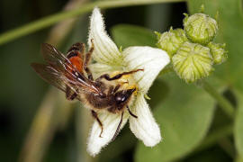 Andrena florea / Zaunrben-Sandbiene / Andreninae (Sandbienenartige) / Hautflgler - Hymenoptera