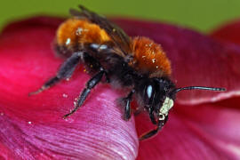 Andrena fulva / Fuchsrote Lockensandbiene / Andreninae (Sandbienenartige)