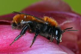 Andrena fulva / Fuchsrote Lockensandbiene / Andreninae (Sandbienenartige)