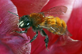 Andrena fulva / Fuchsrote Lockensandbiene / Andreninae (Sandbienenartige)