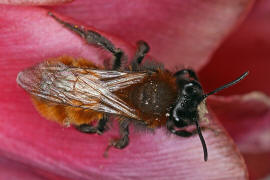 Andrena fulva / Fuchsrote Lockensandbiene / Andreninae (Sandbienenartige)