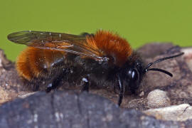 Andrena fulva / Fuchsrote Lockensandbiene / Andreninae (Sandbienenartige)