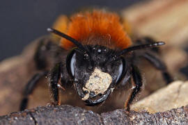 Andrena fulva / Fuchsrote Lockensandbiene / Andreninae (Sandbienenartige)