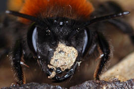 Andrena fulva / Fuchsrote Lockensandbiene / Andreninae (Sandbienenartige)