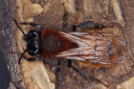 Andrena fulva / Fuchsrote Lockensandbiene / Andreninae (Sandbienenartige)