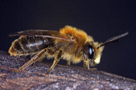 Andrena haemorrhoa / Rotschopfige Sandbiene / Andreninae (Sandbienenartige) - Mnnchen