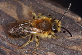 Andrena haemorrhoa / Rotschopfige Sandbiene / Andreninae (Sandbienenartige) - Männchen