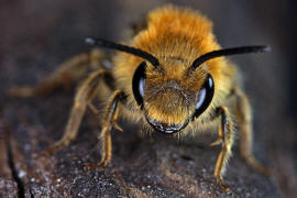 Andrena haemorrhoa / Rotschopfige Sandbiene / Andreninae (Sandbienenartige) - Männchen