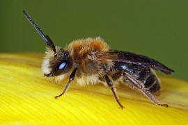 Andrena haemorrhoa / Rotschopfige Sandbiene / Andreninae (Sandbienenartige) - Männchen