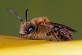 Andrena haemorrhoa / Rotschopfige Sandbiene / Andreninae (Sandbienenartige) - Männchen