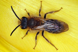 Andrena haemorrhoa / Rotschopfige Sandbiene / Andreninae (Sandbienenartige) - Männchen
