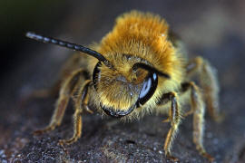 Andrena haemorrhoa / Rotschopfige Sandbiene / Andreninae (Sandbienenartige) - Männchen