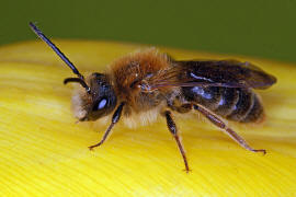 Andrena haemorrhoa / Rotschopfige Sandbiene / Andreninae (Sandbienenartige) - Männchen