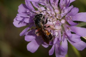 Andrena hattorfiana / Knautien-Sandbiene / Andrenidae (Sandbienenartige) / Hautflgler - Hymenoptera