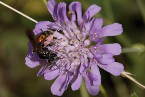 Andrena hattorfiana / Knautien-Sandbiene / Andrenidae (Sandbienenartige) / Hautflgler - Hymenoptera