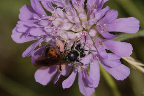 Andrena hattorfiana / Knautien-Sandbiene / Andrenidae (Sandbienenartige) / Hautflgler - Hymenoptera