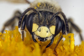 Andrena labialis / Rotklee-Sandbiene / Bienen - Apidae / Andreninae (Sandbienenartige) / Hautflgler - Hymenoptera