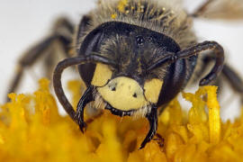 Andrena labialis / Rotklee-Sandbiene / Bienen - Apidae / Andreninae (Sandbienenartige) / Hautflgler - Hymenoptera