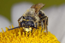 Andrena labialis / Rotklee-Sandbiene / Bienen - Apidae / Andreninae (Sandbienenartige) / Hautflgler - Hymenoptera