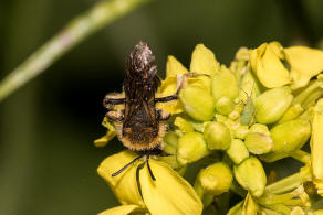 Andrena (Biareolina) lagopus / Zweizellige Sandbiene / Andreninae (Sandbienenartige) / Hautflügler - Hymenoptera