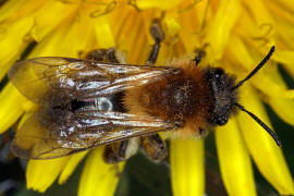 Andrena nitida / Glnzende Dstersandbiene / Flaum-Erdbiene / Bienen - Apidae / Andreninae (Sandbienenartige) / Hautflgler - Hymenoptera