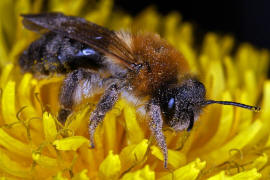 Andrena nitida / Glnzende Dstersandbiene / Flaum-Erdbiene / Bienen - Apidae / Andreninae (Sandbienenartige) / Hautflgler - Hymenoptera