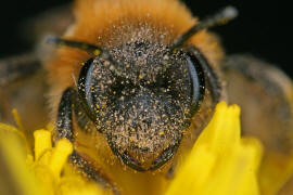 Andrena nitida / Glnzende Dstersandbiene / Flaum-Erdbiene / Bienen - Apidae / Andreninae (Sandbienenartige) / Hautflgler - Hymenoptera