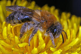 Andrena nitida / Glnzende Dstersandbiene / Flaum-Erdbiene / Bienen - Apidae / Andreninae (Sandbienenartige) / Hautflgler - Hymenoptera