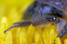 Andrena nitida / Glänzende Düstersandbiene / Flaum-Erdbiene / Bienen - Apidae / Andreninae (Sandbienenartige) / Hautflügler - Hymenoptera