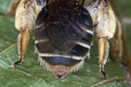 Andrena ovatula s.l. / Ovale Kleesandbiene / Andreninae (Sandbienenartige) / Hautflgler - Hymenoptera