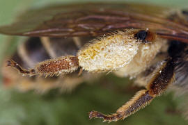 Andrena ovatula s.l. / Ovale Kleesandbiene / Andreninae (Sandbienenartige) / Hautflgler - Hymenoptera