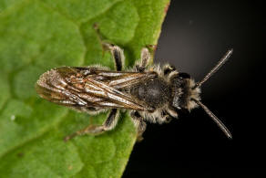 Andrena (Lepidandrena) pandellei / Graue Schuppensandbiene / Andrenidae (Sandbienenartige) / Hautflgler - Hymenoptera