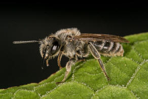 Andrena (Lepidandrena) pandellei / Graue Schuppensandbiene / Andrenidae (Sandbienenartige) / Hautflgler - Hymenoptera