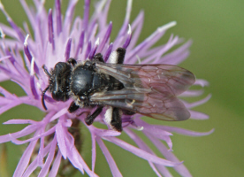 Andrena pilipes / Schwarze Khler-Sandbiene / Andreninae (Sandbienenartige)